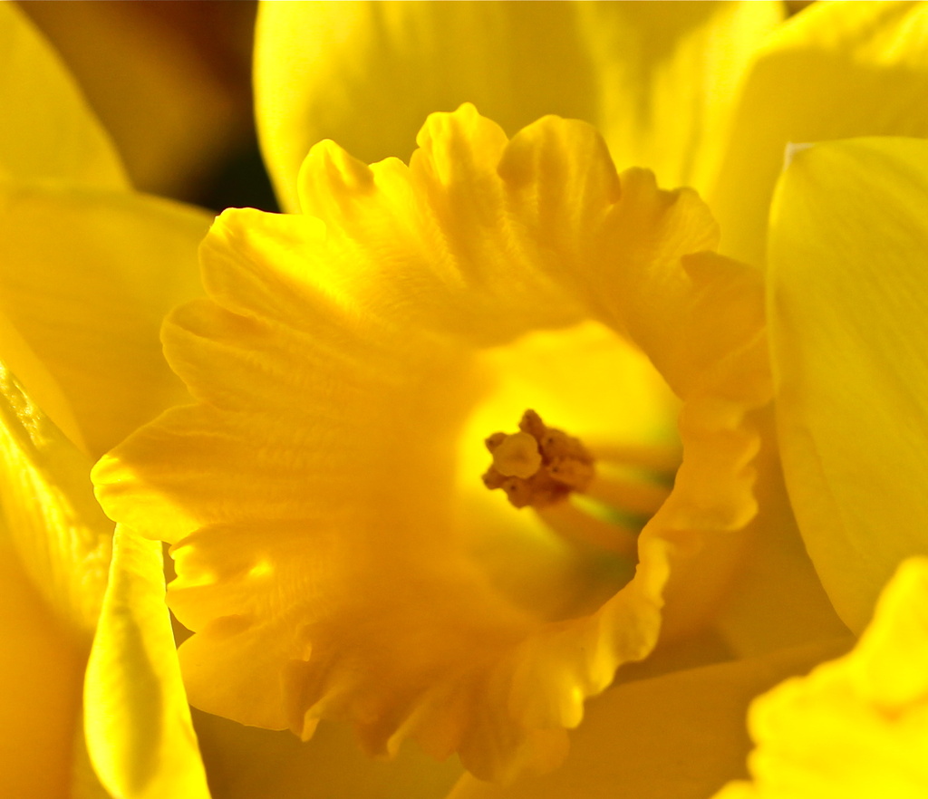 Golden by daffodill