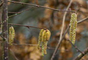 19th Feb 2014 - Catkins in waiting