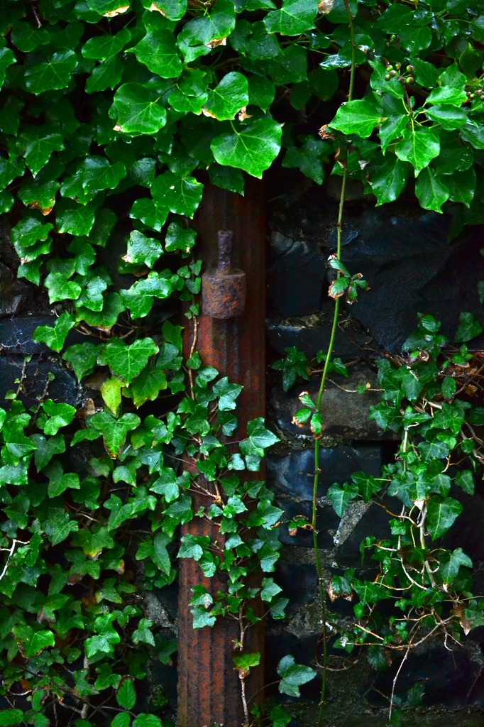 Amongst the emerald Ivy by ziggy77
