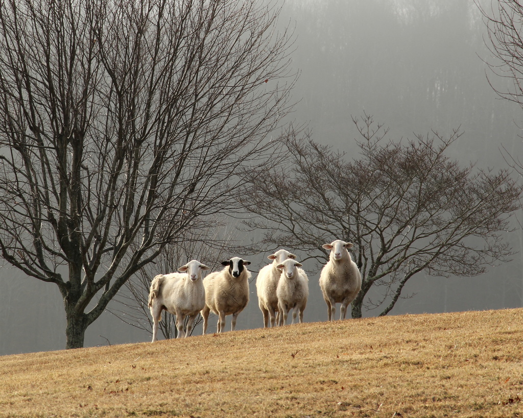 Five Sheep by calm