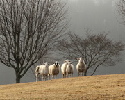 19th Feb 2014 - Five Sheep