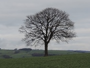 19th Feb 2014 - Lone Tree