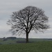 Lone Tree by roachling
