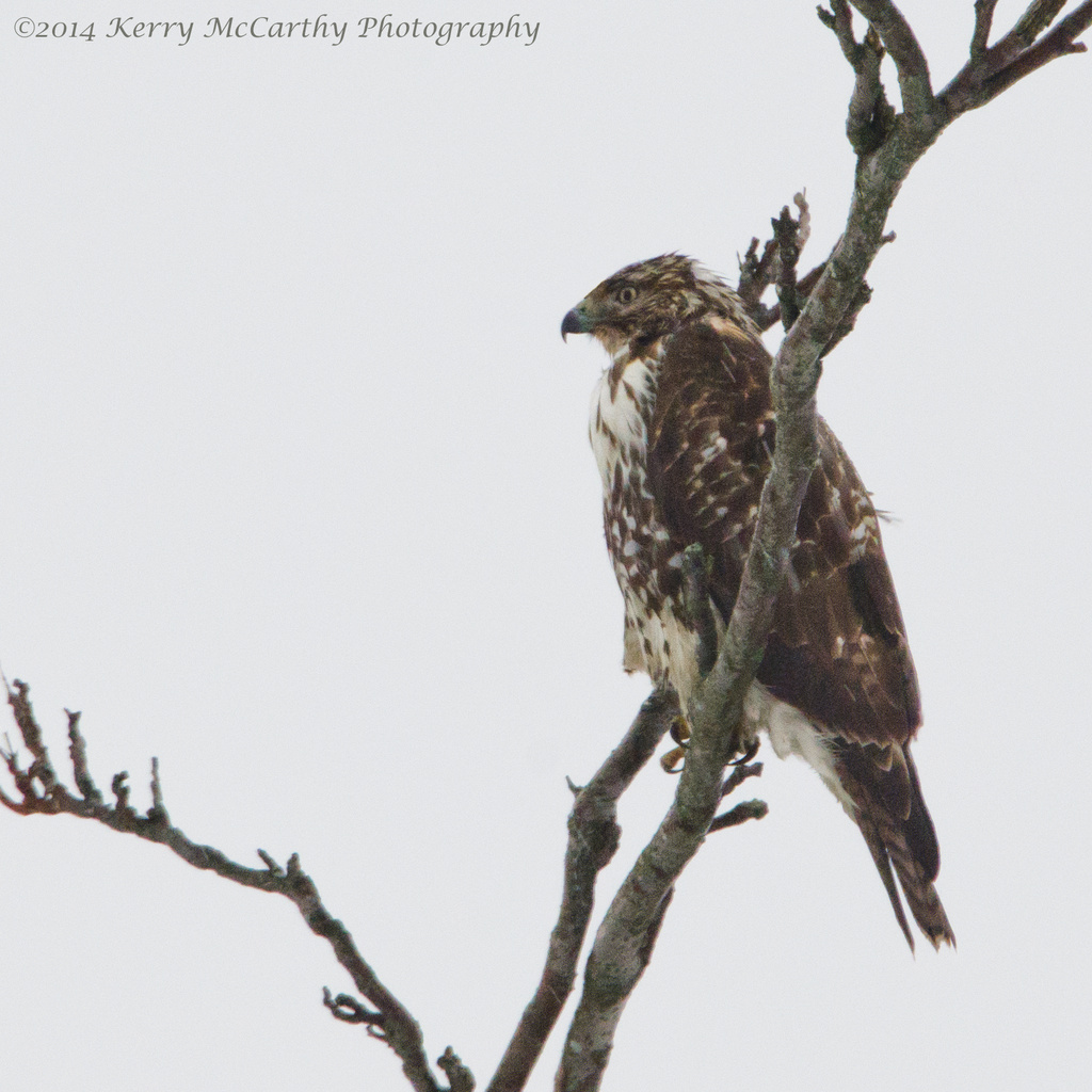Hawk in rain by mccarth1