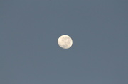 18th Feb 2014 - Morning moon