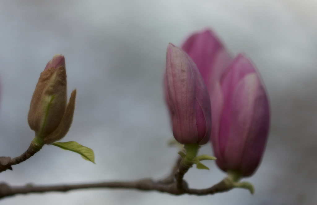 Tulip Magnolias by jamibann