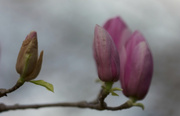 17th Feb 2014 - Tulip Magnolias