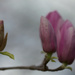 Tulip Magnolias by jamibann