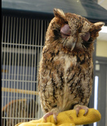 19th Feb 2014 - Eastern Screech Owl 
