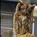 Eastern Screech Owl  by mej2011