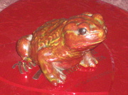 19th Feb 2014 - Frog