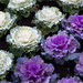Ornamental cabbage by kerenmcsweeney