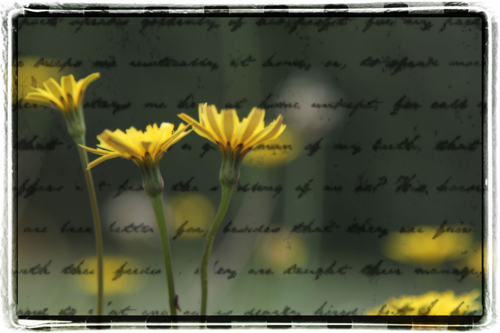 yellow daisy by rustymonkey