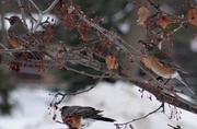 19th Feb 2014 - Three American Robins