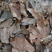 Dead leaves by gigiflower