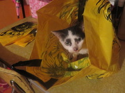 19th Feb 2014 - Cat in Bag