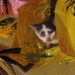 Cat in Bag by lisasutton