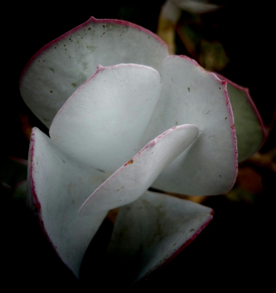 Succulent  by dianeburns