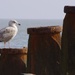 Gull and groynes by karendalling