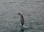 20th Feb 2014 - dolphin display