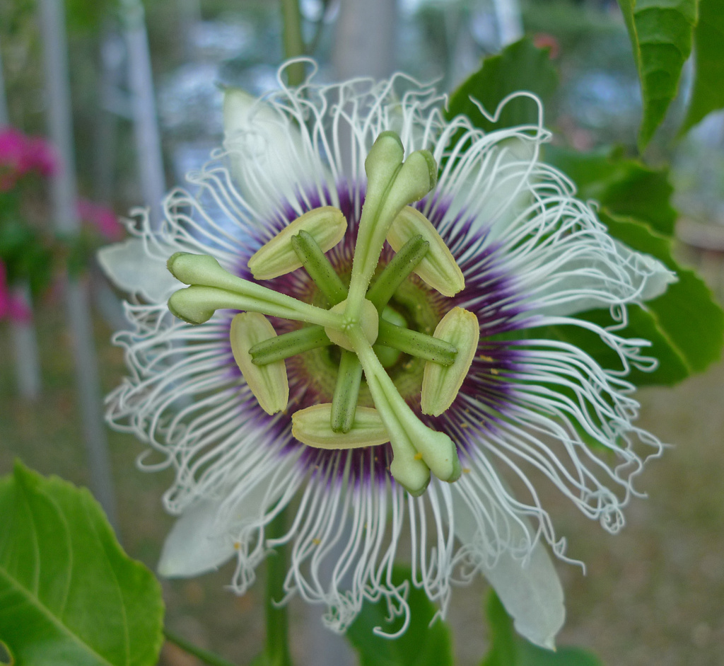 passion fruit flower by ianjb21