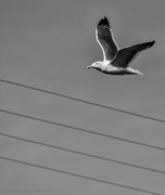 20th Feb 2014 - Flying Bird Capture Practice