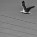 Flying Bird Capture Practice by jgpittenger