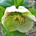 Hellebore by ladymagpie