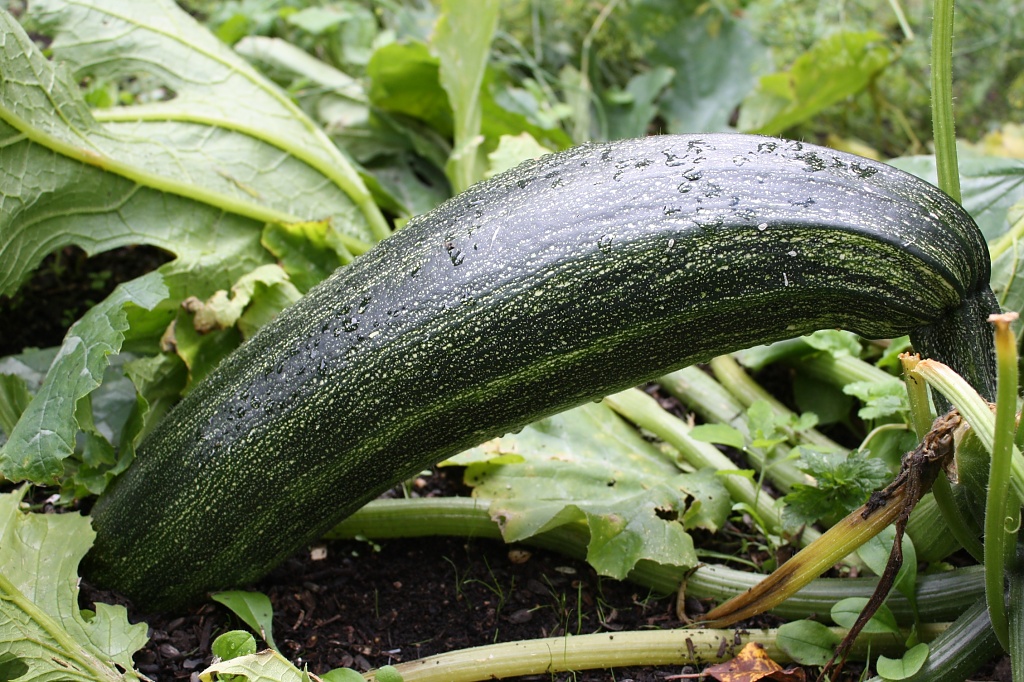 365-Zucchini IMG_0379 by annelis