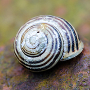 20th Feb 2014 - Rusty snail - 20-02