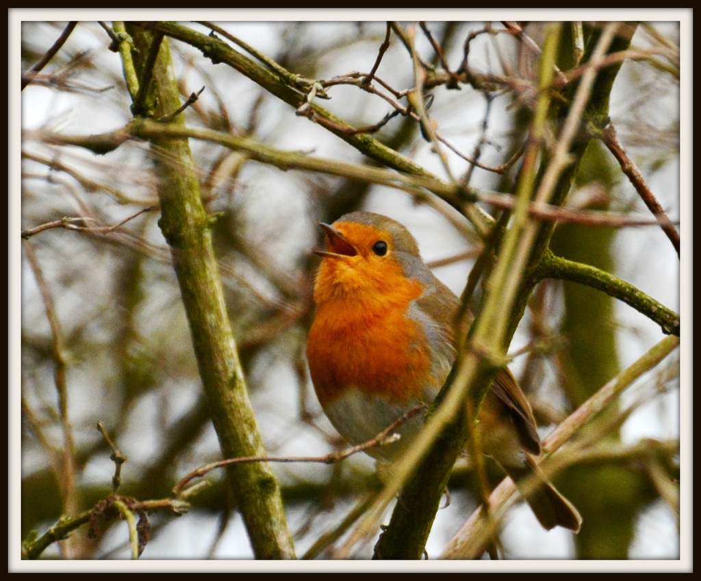 Oh dear another robin by rosiekind