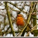 Oh dear another robin by rosiekind