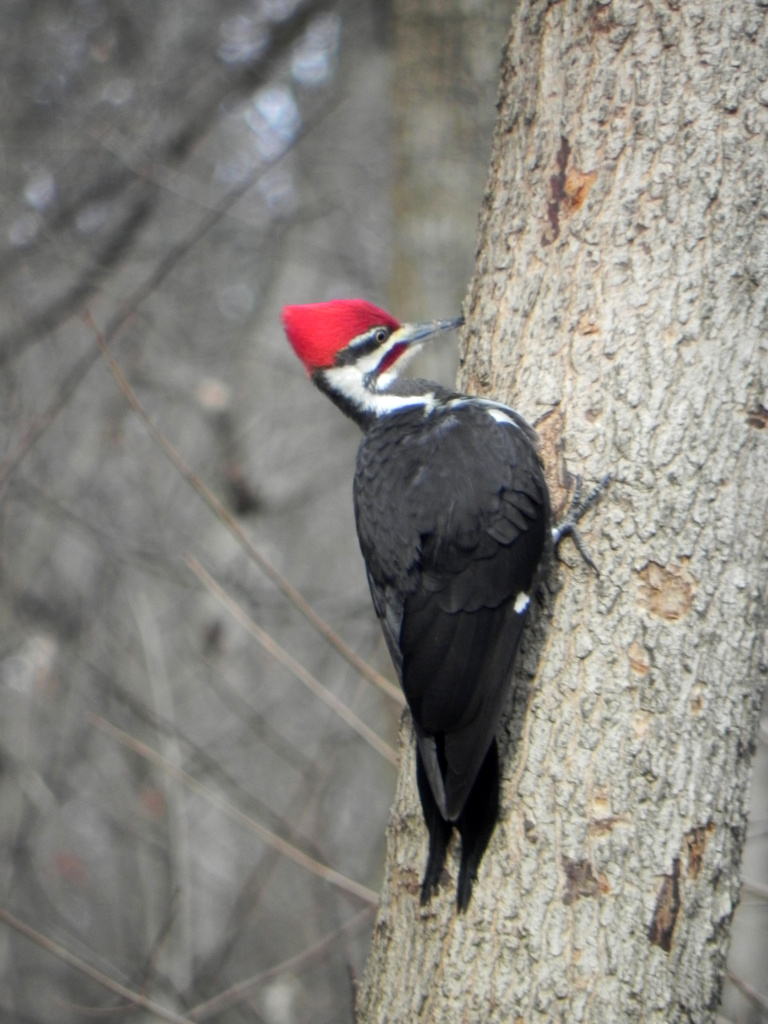 Male Pileated Woodpecker  by mej2011