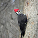 Male Pileated Woodpecker  by mej2011