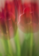 20th Feb 2014 - ICM Tulips...........