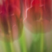 ICM Tulips........... by shepherdmanswife