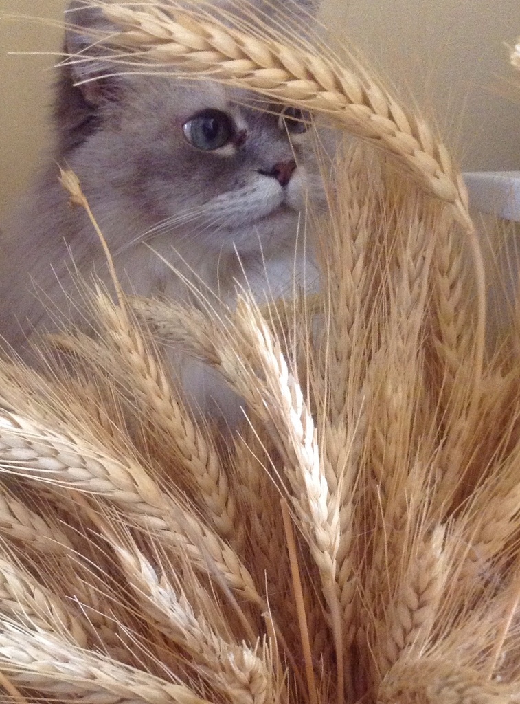 Whiskers & Wheat by radiogirl