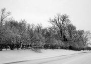 19th Feb 2014 - Winter Trees