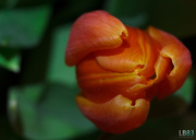 20th Feb 2014 - Orange Tulip