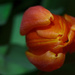 Orange Tulip by leonbuys83