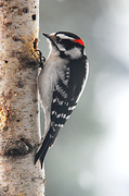 20th Feb 2014 - Downy woodpecker!