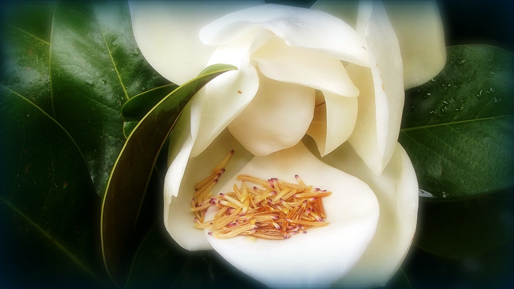 Magnolia angel by maggiemae