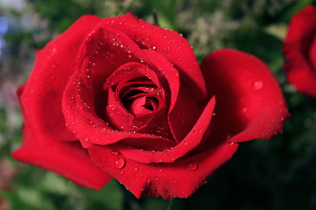 Valentine rose by randystreat