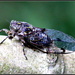 Cicada  by rustymonkey