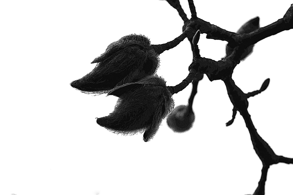 Magnolia buds for bw bookclub by nanderson