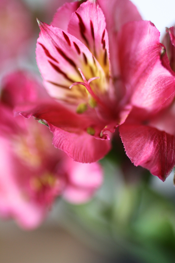 Peruvian Lily by whiteswan