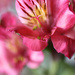 Peruvian Lily by whiteswan