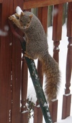 5th Feb 2014 - Silly Squirrel