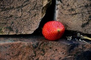 21st Feb 2014 - The last strawberry of the summer