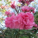 Oleander bloom. by happysnaps